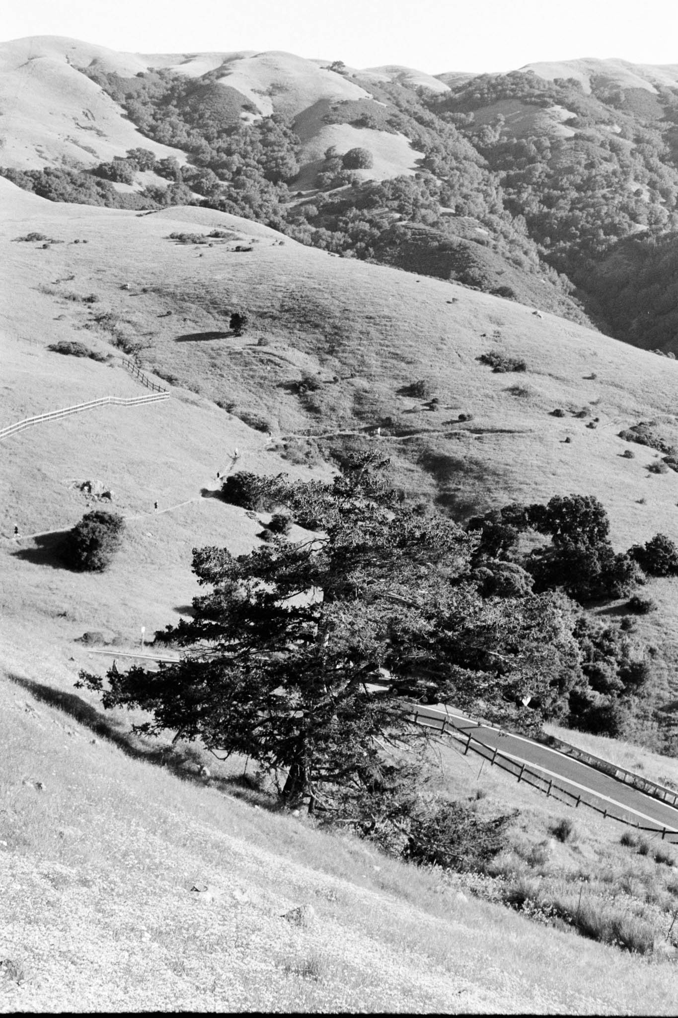 Big Alta 28k Tri X 00008