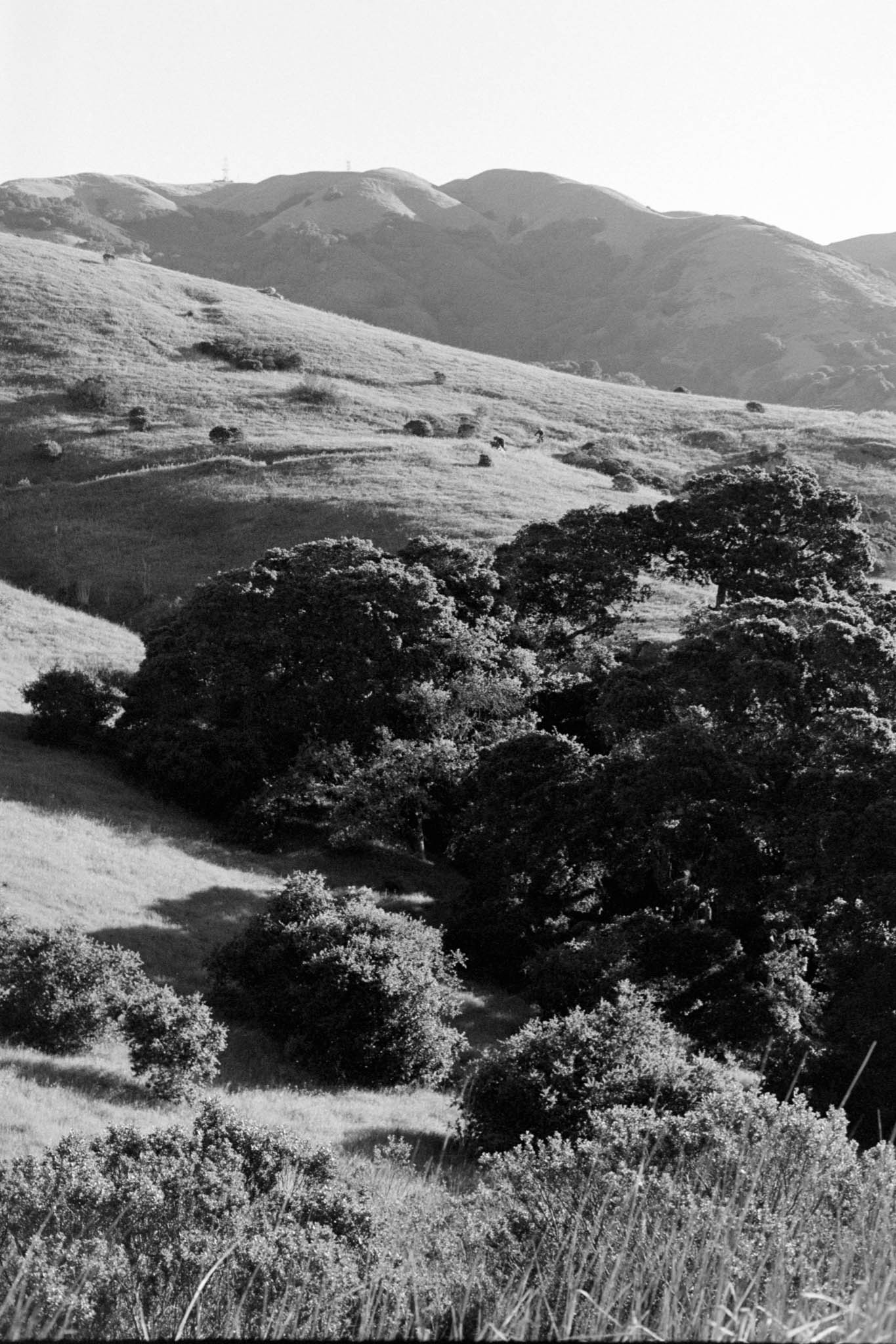 Big Alta 28k Tri X 00009
